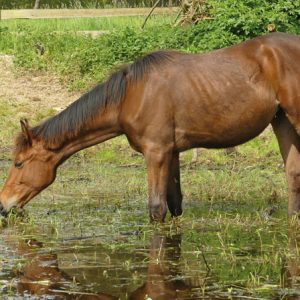 Rawya (RED up Chiqui Z - Caretano Z ) als Jährling