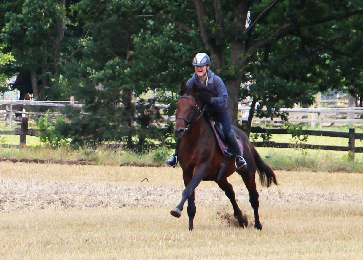 Sportpferd mit viel Edelblut
