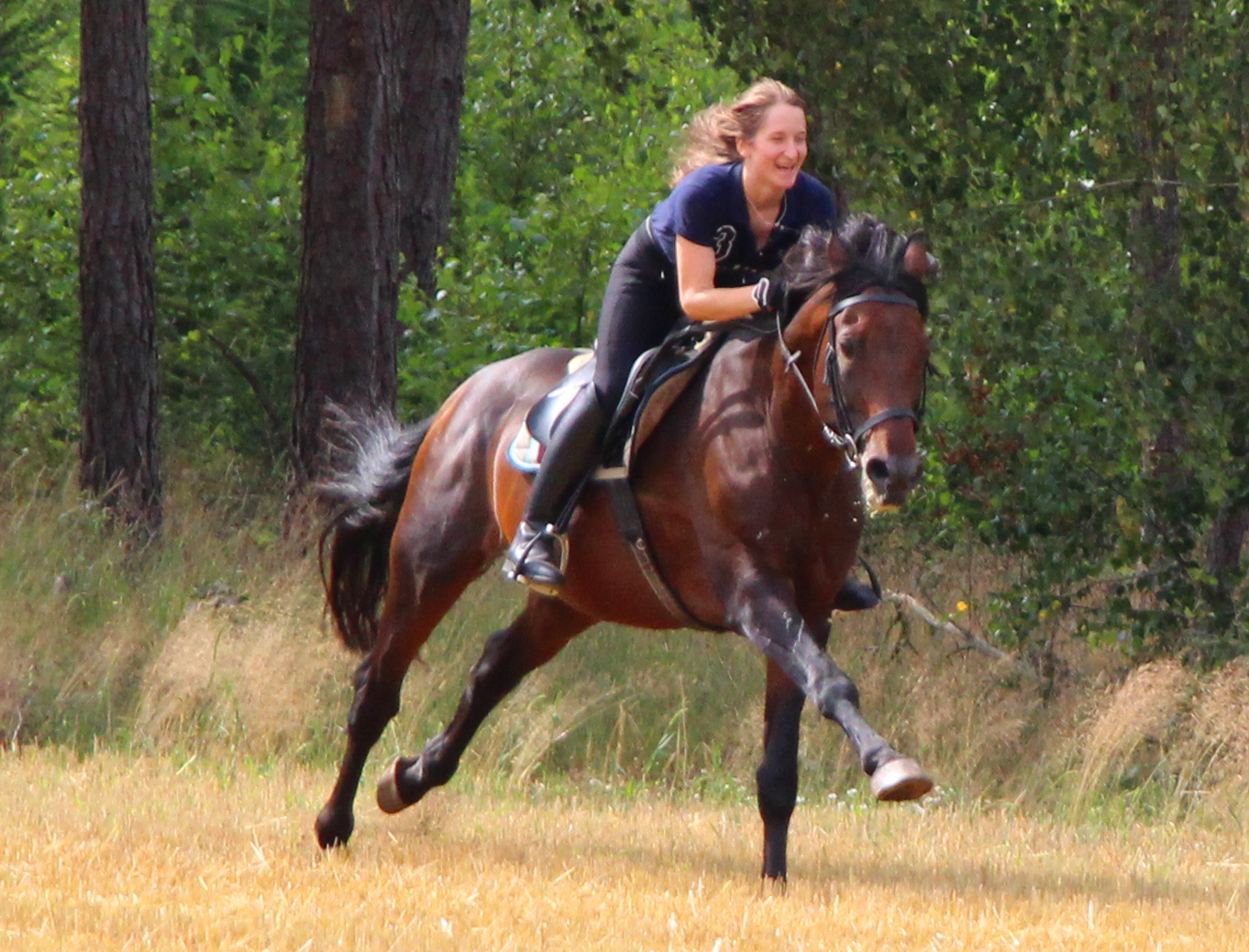 Sportpferd mit viel Edelblut
