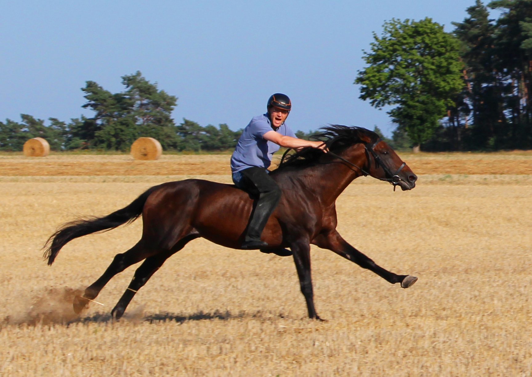 Sportpferde wie Ramzes AA