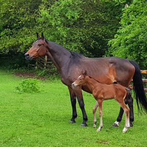 Ranaa aus dem Sandro Boy Stamm Sportpferde