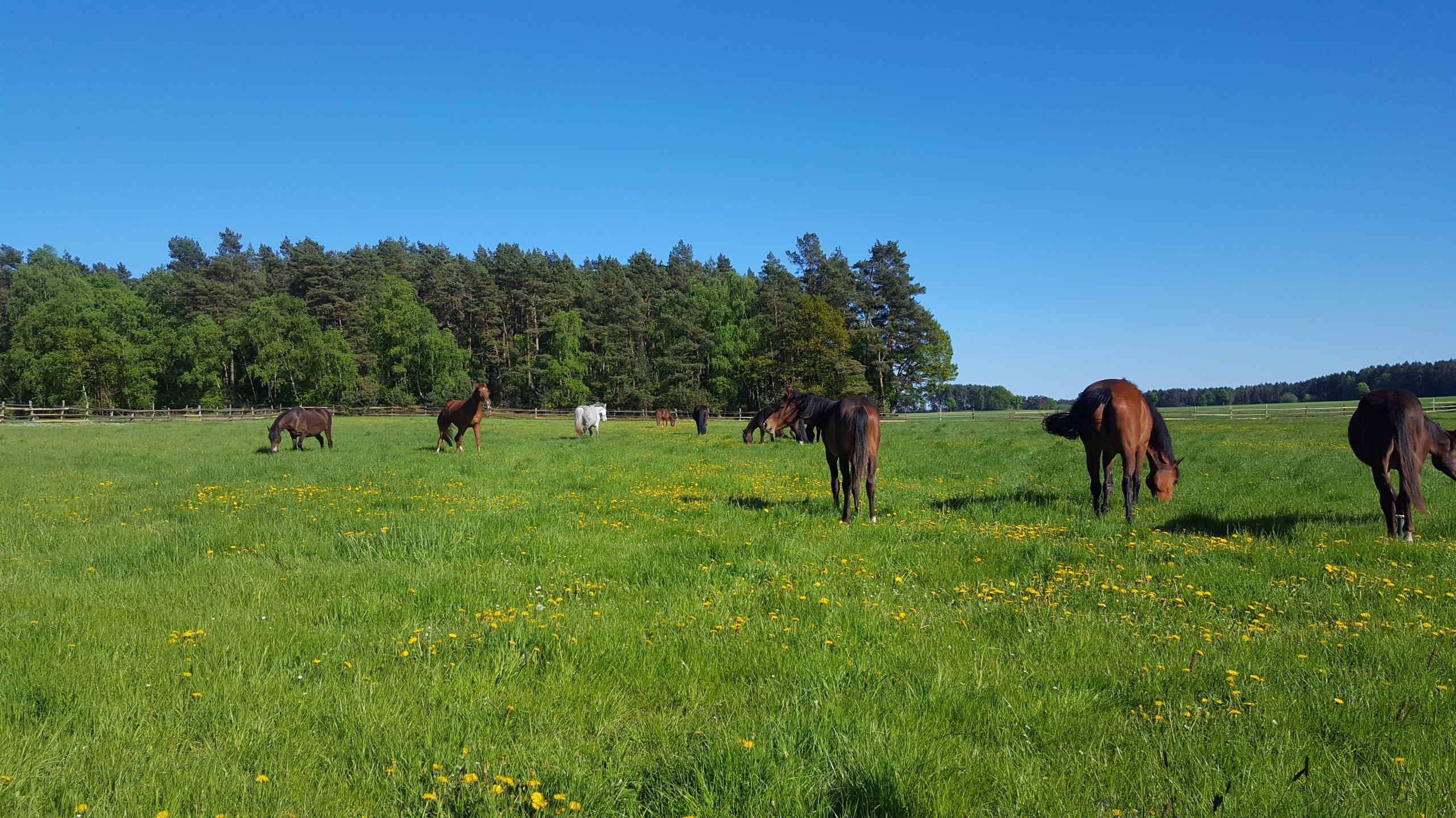 Weiden für Springpferde Zucht