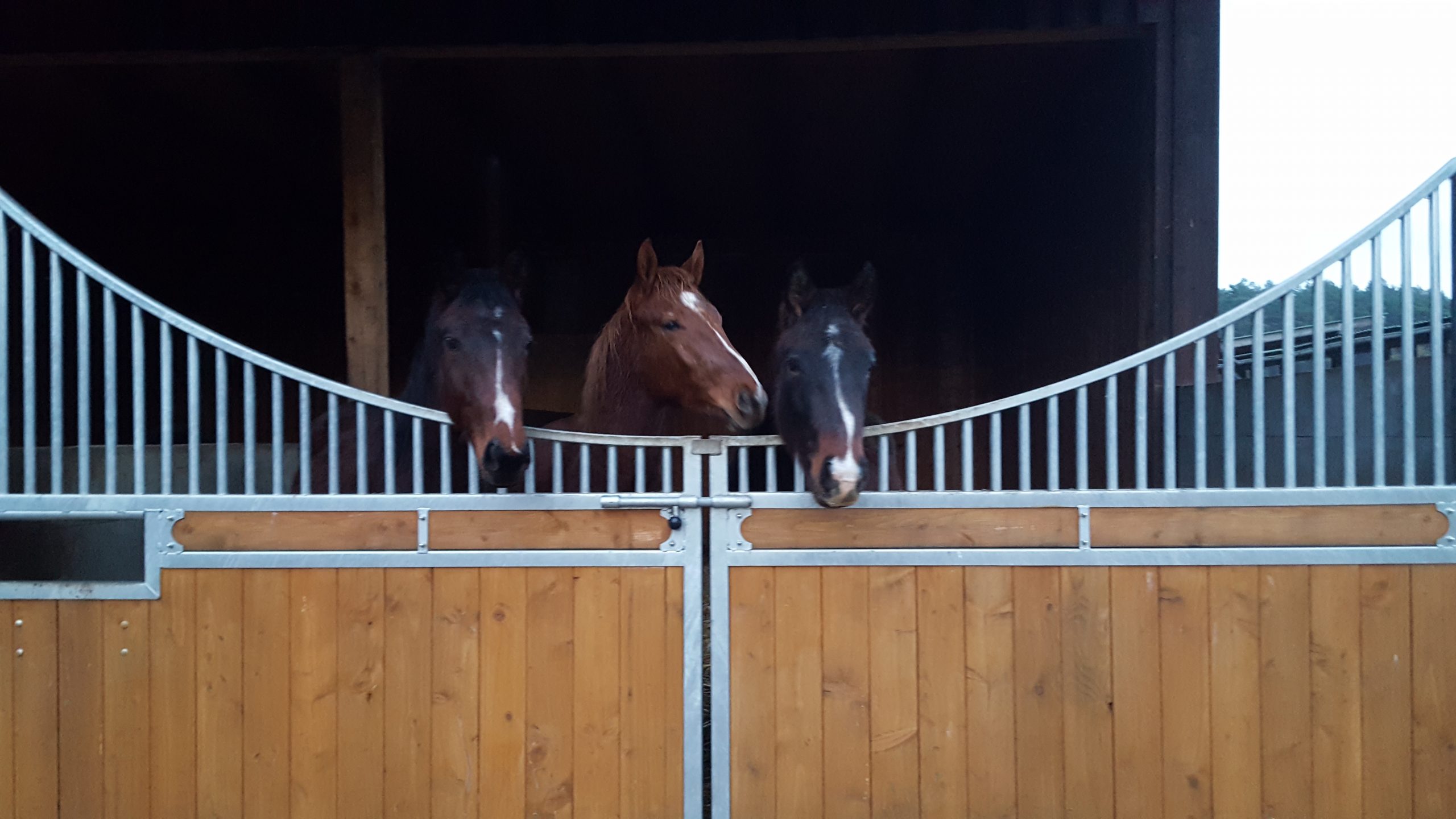 Sport Horse Springpferde Zucht