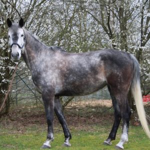 Sydney - Stenograph - La Zarras - Sport Horse