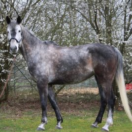 Sydney - Stenograph - La Zarras - Sport Horse