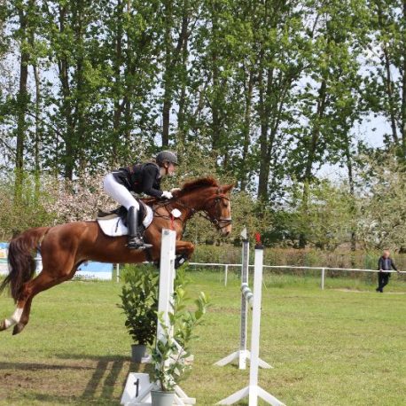 Lamia v Hengst Lycon Springpferd Sporthorse