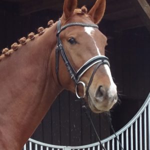 RED up Chiqui Z - Anglo Araber Hengst (42%)