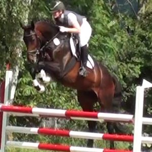 Von Asti's Amsterdam Arween Sport Horse Eventers Zucht