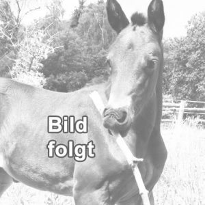 Sport Horse Anglo Araber Sport Horse Sportpferd