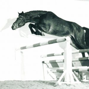 Hengst Caletto I - Hengst Caletto II