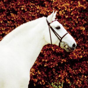 Hengst Carolus I Stallion Carolus I
