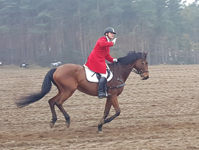 Cora von Caretano Z Caletto Sport Horse Sportpferde Zucht