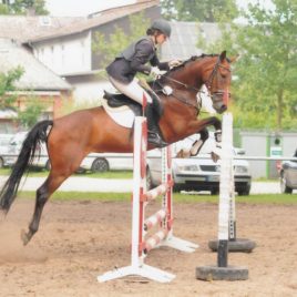 El Saphir von El Bundy Hannoveraner Stute Sport Horse