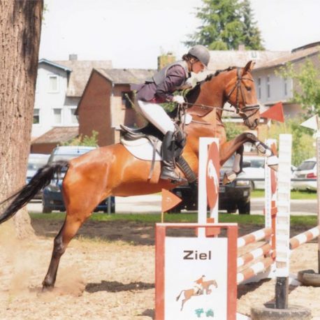 El Saphir von El Bundy Hannoveraner Stute Sport Horse