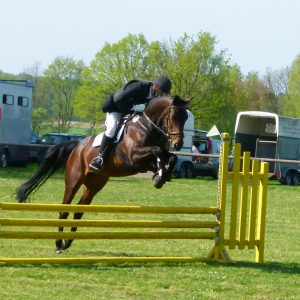 Stute von El Bundy - Gralsritter Sport Horse Springpferde Zucht