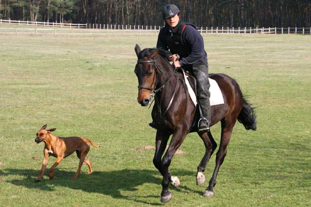 Stute von El Bundy Gralsritter - Sportpferd mit Hund