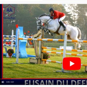Fusain du Defey Hengst Stallion Étalon