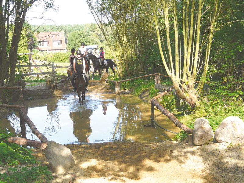 Gelände-Parcours Sport Horse Sportpferde