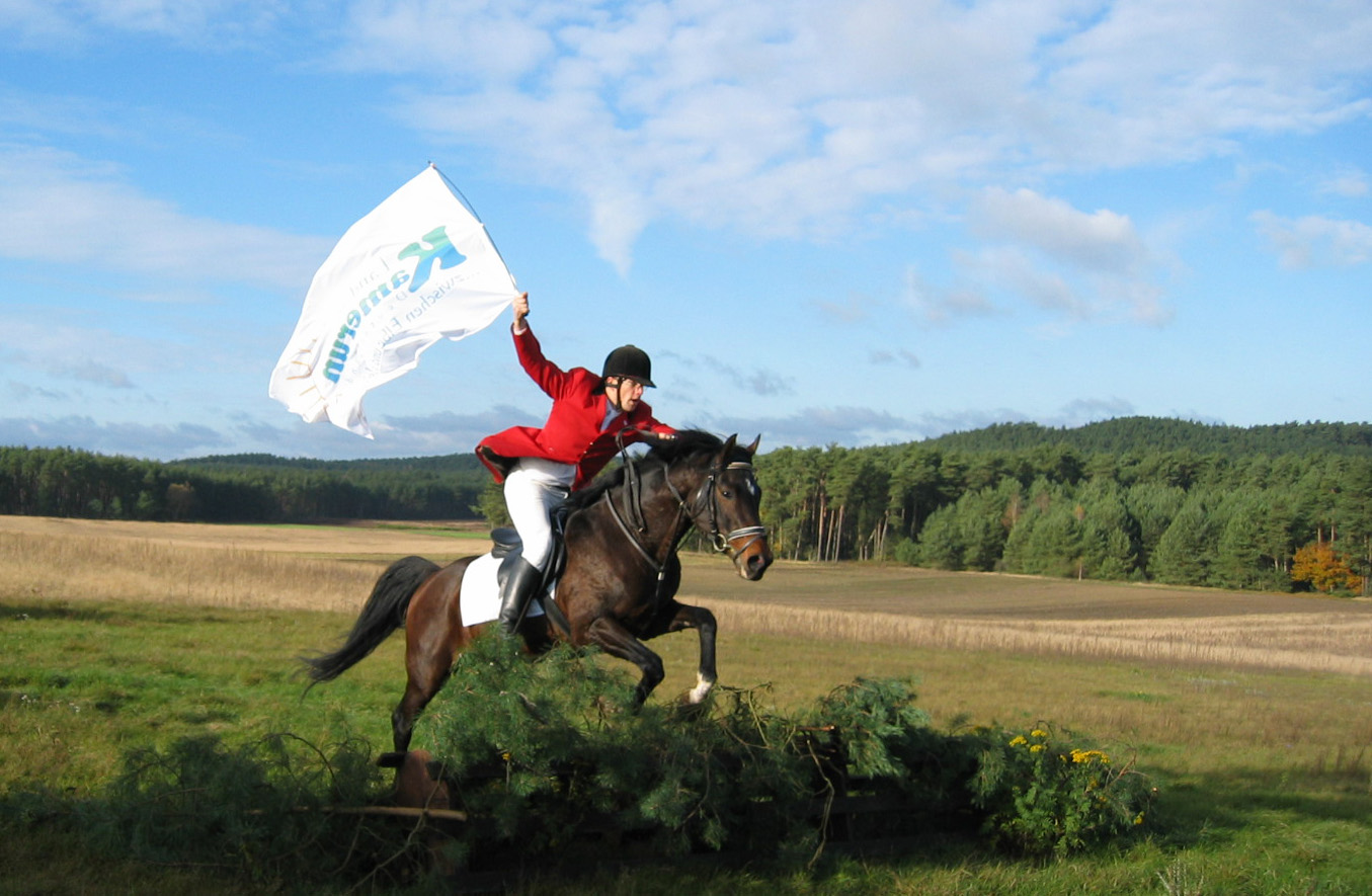 Sport Horse mit viel Edelblut Springpferde Sportpferde