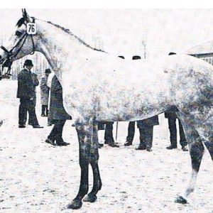 Inschallah Anglo Araber