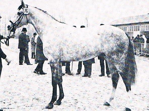 Inschallah 1970 Anglo Araber Sport Horse Sportpferd