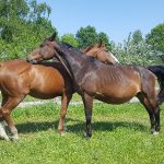 Hier geht es zur Bilder-Galerie von unserer Sport Horse Zucht