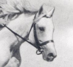 Ramzes AA - Anglo Araber - Sport Horse - Sportpferd