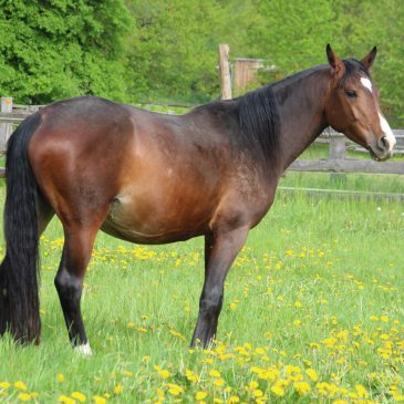 ASAGAN M aus dem Sandro-Boy Stamm