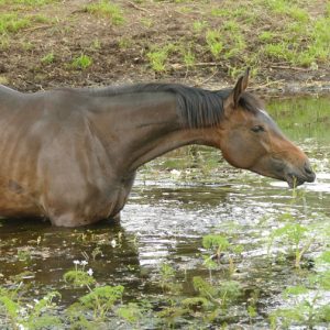 Ravenna Grand Ferdinand II Don Carlos Frustra II - Sportpferde - Sport Horse - Springpferdezucht