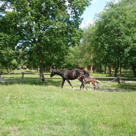Ravenna Grand Ferdinand II Don Carlos Frustra II - Sportpferde - Sport Horse - Springpferdezucht