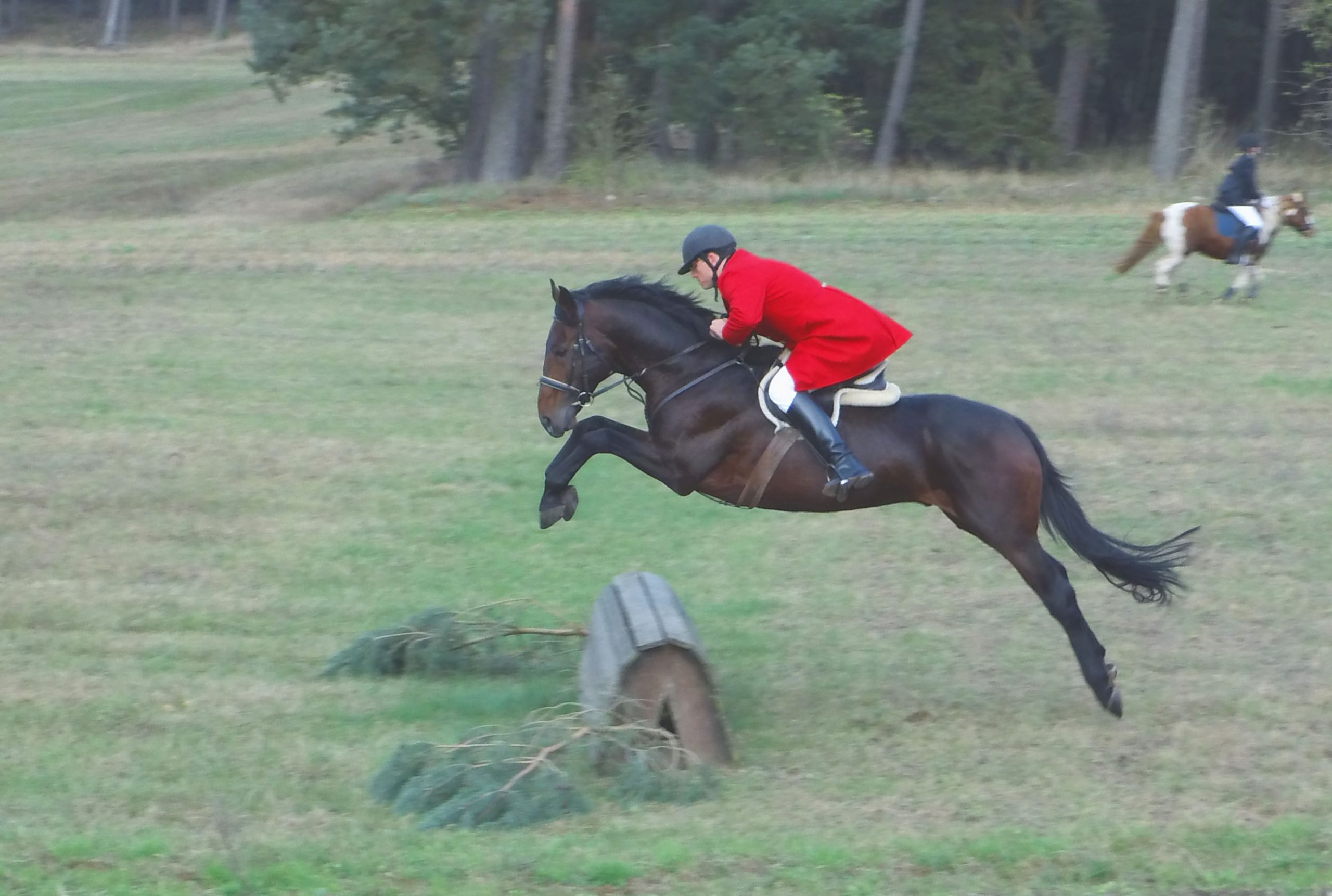 Sportpferde mit viel Edelblut - Springpferde