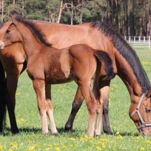 Santa Fee vom Zuchthof Ovelhey