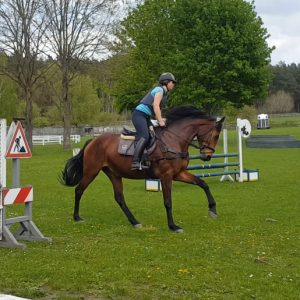 Cora von Caretano Z Caletto Sport Horse Sportpferde Zucht