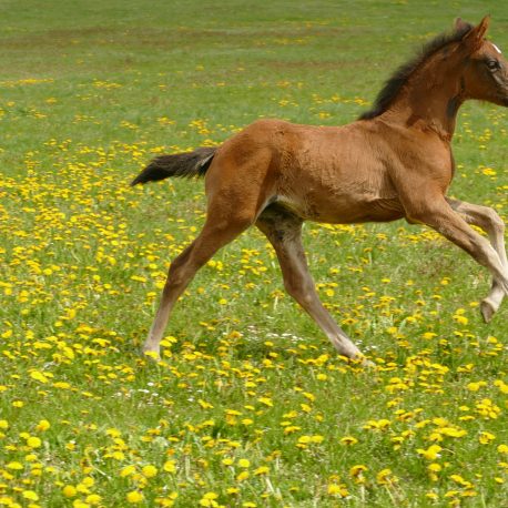 Stute von Étalon Hengst Stallion Upsilon Sportpferde - Sport Horse - Springpferdezucht
