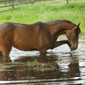 Stute von Upsilon Sportpferde - Sport Horse - Springpferdezucht