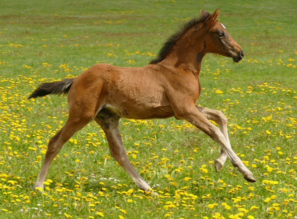 Stute von Étalon Hengst Stallion Upsilon Sportpferde - Sport Horse - Springpferdezucht