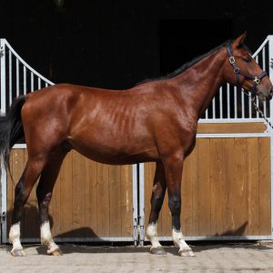 Usgard 2-jährig - Ultra Boy ( Heartbreaker ) x Carbano