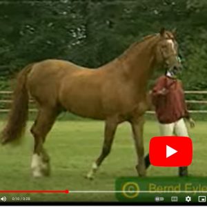 Hengst Zeus - Nurzeus Gordios Nurzeus Zeus