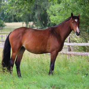 Ranaa Rohan Concetto Famos Sport Horse