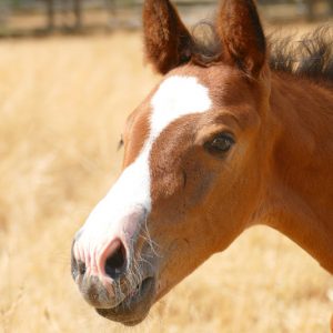 Latus v Locarno GZ Sport Horse