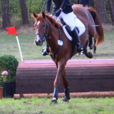 Das Turnierjahr unseres 4-jährigen Hengstes „RED up Chiqui“