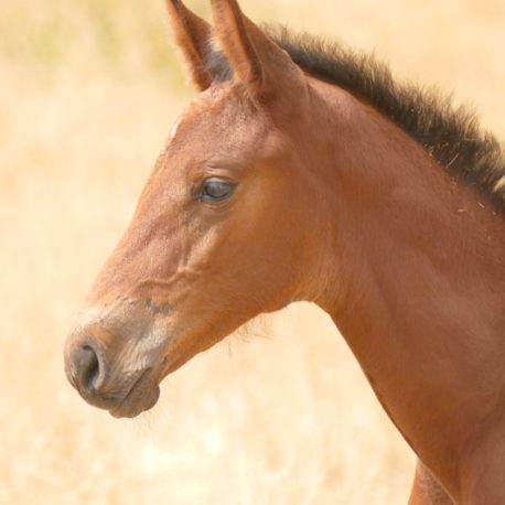 Stute von RED up Chiqui Sportpferde - Sport Horse - Springpferdezucht