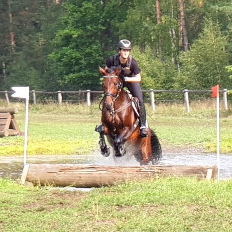 Von Asti's Amsterdam Arween Sport Horse Eventers Zucht