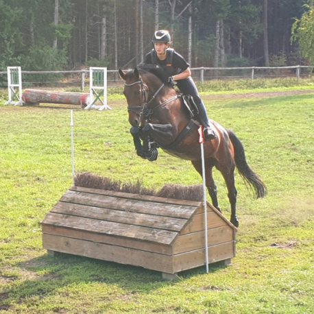 Asti's Amsterdam Tochter Arween Sport Horse Springpferde Zucht
