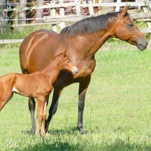 Stute von Quito de Baussy – Henaud AA – Dionysos II AA mit Fohlen