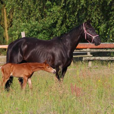 Programm Hannoveraner Springpferdezucht Ebony drei Sterne ***