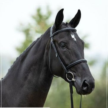 Pocahontas 96 WINNER mit Christian Ahlmann und Angelique Rüsen