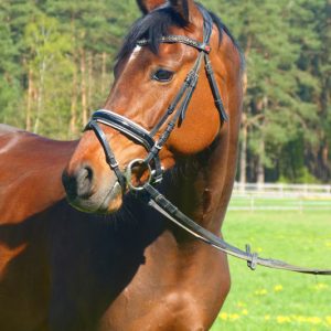 Ragna von Rohan aus dem Sandro Boy Stamm