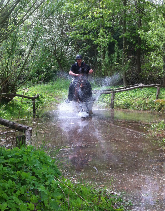 Eventing Horses - Sport Horse Breeding