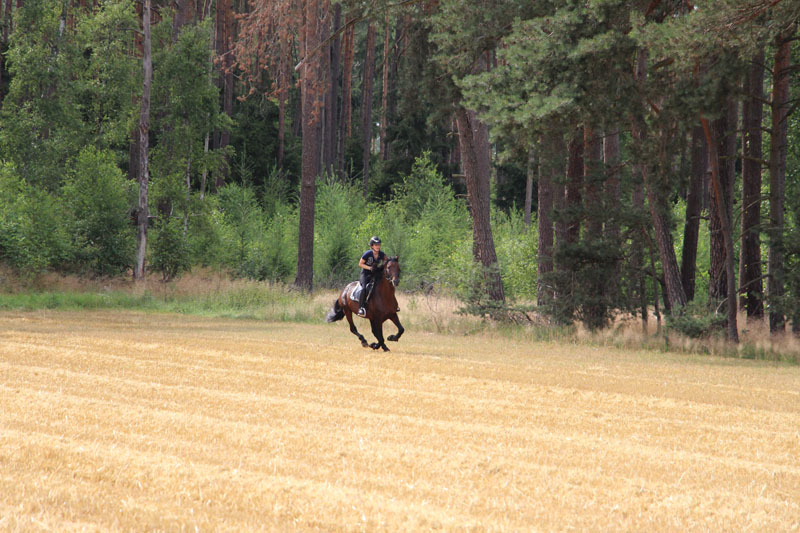 Eventing Horses - Sport Horse Breeding